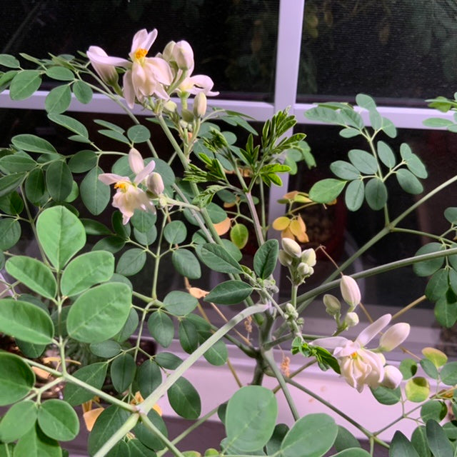 Morrigan’s First Flowers Blooming